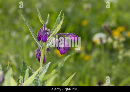 Beinwell, echter Beinwell, gewöhnlicher Beinwell, Arznei-Beinwell, Beinwurz, Wilder Komfrey, Symphytum officinale, Gemeine Beinwell, echte Beinwell, comfr Stockfoto