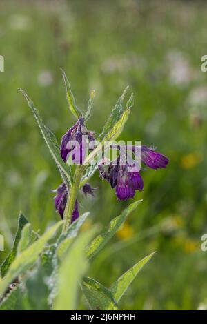 Beinwell, echter Beinwell, gewöhnlicher Beinwell, Arznei-Beinwell, Beinwurz, Wilder Komfrey, Symphytum officinale, Gemeine Beinwell, echte Beinwell, comfr Stockfoto