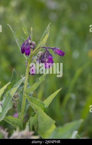 Beinwell, echter Beinwell, gewöhnlicher Beinwell, Arznei-Beinwell, Beinwurz, Wilder Komfrey, Symphytum officinale, Gemeine Beinwell, echte Beinwell, comfr Stockfoto