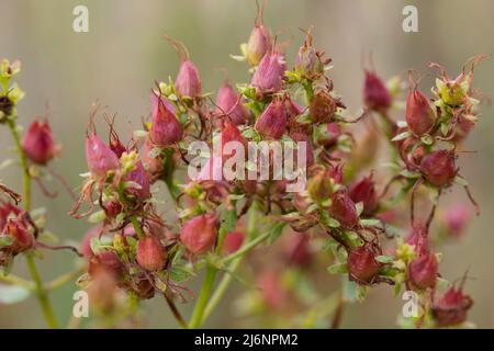 Johanniskraut, Tüpfel-Johanniskraut, Echtes Johanniskraut, Früchte, Durchlöchertes Johanniskraut, Tüpfeljohanniskraut, Tüpfel-Harteu, Harteu, Hyperi Stockfoto