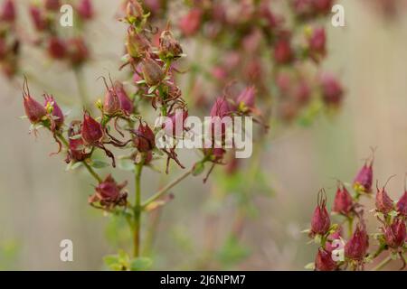 Johanniskraut, Tüpfel-Johanniskraut, Echtes Johanniskraut, Früchte, Durchlöchertes Johanniskraut, Tüpfeljohanniskraut, Tüpfel-Harteu, Harteu, Hyperi Stockfoto