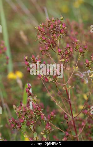 Johanniskraut, Tüpfel-Johanniskraut, Echtes Johanniskraut, Früchte, Durchlöchertes Johanniskraut, Tüpfeljohanniskraut, Tüpfel-Harteu, Harteu, Hyperi Stockfoto