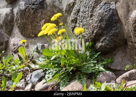 Löwenzahn, in Fuge, Fugen, Wiesen-Löwenzahn, Wiesenlöwenzahn, Gemeiner Löwenzahn, gewöhnlicher Löwenzahn, Kuhblume, Taraxacum officinale, Taraxacum se Stockfoto