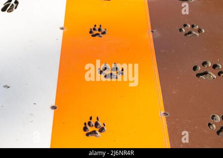 Die Spur eines wilden Tieres wird in einem Baum gesägt. Pfote des Tieres. Demonstrationsmaterial für Kinder über Wildtiere. Stockfoto