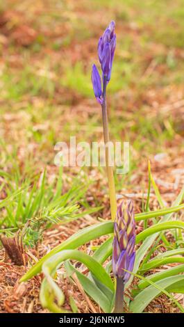 Eine einzelne Bluebell steht in den Wäldern des Ashdown Forest England Stockfoto