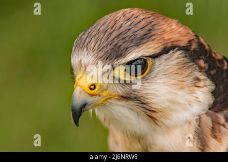 Nahaufnahme eines ruhenden Falcon's Eye-Kopfes mit einem reflektierenden Auge Stockfoto