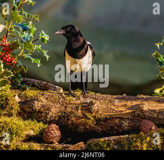 Elster-Weihnachtsszene Stockfoto