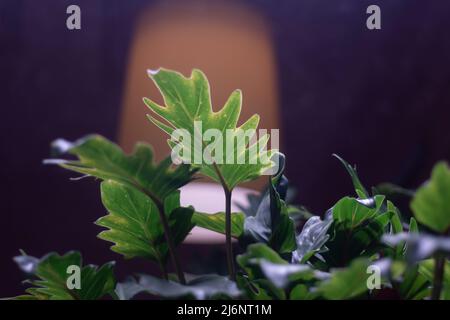 Zimmerpflanze. In Innenräumen Pflanzen. Blätter der grünen Pflanze. Stockfoto