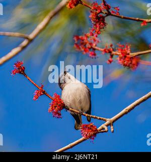 Blau-grauer Gnatcatcher Stockfoto