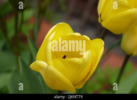 Nahaufnahme von blühenden gelben Tulpen Stockfoto