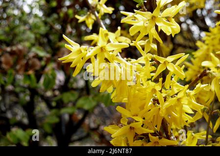 Nahaufnahme von blühenden Forsynthia-Blüten Stockfoto