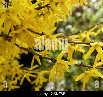 Nahaufnahme von blühenden Forsynthia-Blüten Stockfoto