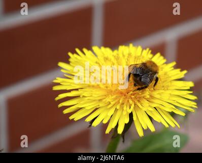 Biene auf der dendelion-Blume Stockfoto