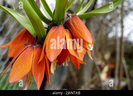 Fritillaria imperialis blühende Blütenkastanie Stockfoto