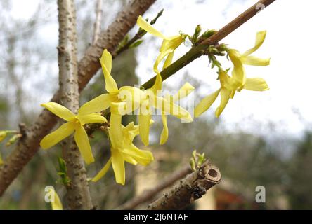 Nahaufnahme von blühenden Forsynthia-Blüten Stockfoto