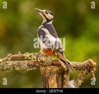 Buntspecht Stockfoto