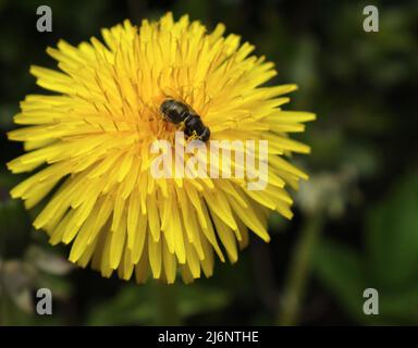 Biene auf der dendelion-Blume Stockfoto