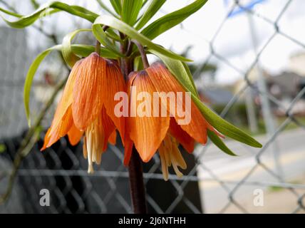 Fritillaria imperialis blühende Blütenkastanie Stockfoto