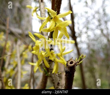 Nahaufnahme von blühenden Forsynthia-Blüten Stockfoto