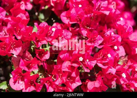 Blühende Bougainvillea glabra Blume. Leuchtend rosa Farbe Stockfoto