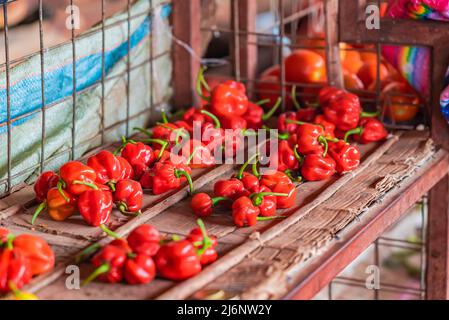 Roter Pfeffer auf der Theke des Lebensmittelmarktes in Sansibar, Tansania. Stockfoto