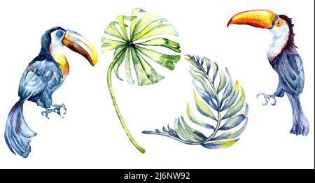 Set aus Tukanen exotische tropische Vögel Aquarell-Illustration, handbemalt verschiedene bunte Vögel mit großen Schnabel, tropische Blätter, Palmen für die Komposition Stockfoto