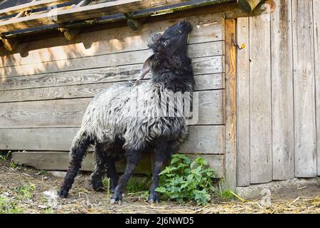 Ein männliches schwarzes Hortobagy Racka Schaf (Ovis aries strepsiceros Hungaricus) mit langen spiralförmigen Hörnern, die sich mit ihren Hörnern an der Scheune kratzen. Stockfoto