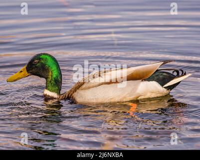 Männliche Stockente Stockfoto