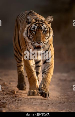 Eine junge Tigerin geht auf einem Safaristrail in der Zone 4 im Ranthambhore National Park, Rajasthan, Indien Stockfoto