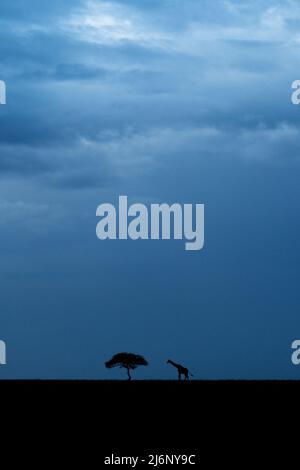 Eine masai-Giraffe wandert in der Masai Mara, Kenia, unter stimmungsvollen Morgenhimmeln durch die weiten Ebenen der Mara Stockfoto