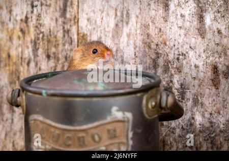 Eine kleine Erntemaus unter den Werkzeugen in einem Regal in einer Werkstatt Stockfoto