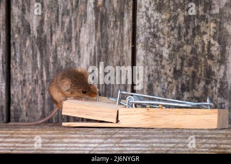 Eine kleine Erntemaus unter den Werkzeugen in einem Regal in einer Werkstatt Stockfoto