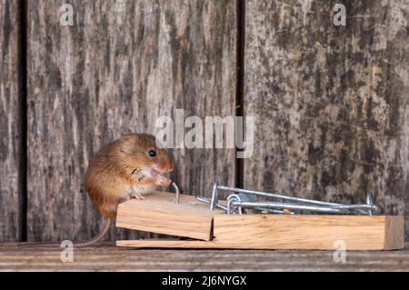 Eine kleine Erntemaus unter den Werkzeugen in einem Regal in einer Werkstatt Stockfoto