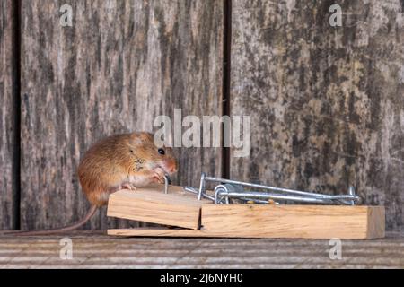 Eine kleine Erntemaus unter den Werkzeugen in einem Regal in einer Werkstatt Stockfoto