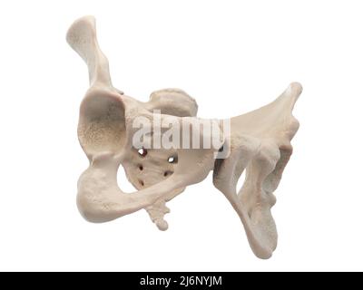 Medizinische genaue Darstellung der Hüfte, des menschlichen Beckens, des Femurs, der Anatomie des Beckens, des Kreuzbeins, Beckenschmerzen, weißer Hintergrund, 3D Render, 3D Ansicht Stockfoto