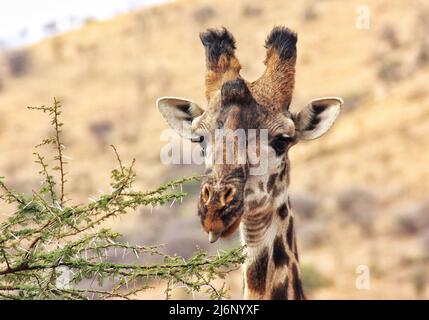 Giraffe, die von den Akazien frisst - Tansania. Hochwertige Fotos Stockfoto