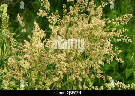 Italien, Lombardei, Cocksfoot Grass, Dactylis Glomerata, Blumen Stockfoto