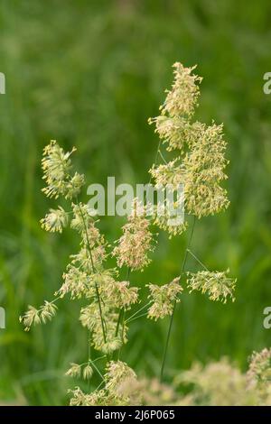 Italien, Lombardei, Cocksfoot Grass, Dactylis Glomerata, Blumen Stockfoto