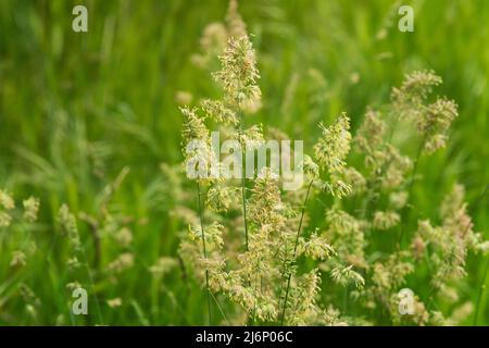 Italien, Lombardei, Cocksfoot Grass, Dactylis Glomerata, Blumen Stockfoto