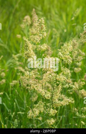 Italien, Lombardei, Cocksfoot Grass, Dactylis Glomerata, Blumen Stockfoto