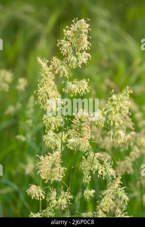 Italien, Lombardei, Cocksfoot Grass, Dactylis Glomerata, Blumen Stockfoto