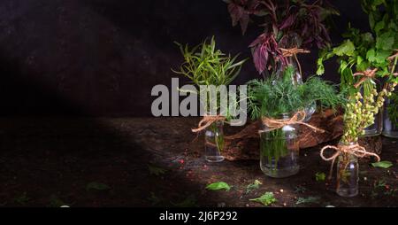 In den Lichtstrahlen stehen in Gläsern auf dem Küchentisch Bunches verschiedener essbarer frischer Kräuter. Panorama, Banner, dunkler Hintergrund mit Platz für Text. Stockfoto