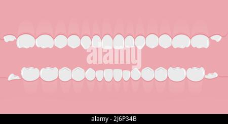 Gesunde weiße menschliche Zähne im Zahnfleisch in einer Reihe. Zähne ohne Wurzeln. Infografik für Zahnärzte und Kieferorthopäden. Banner im flachen Stil auf einem P Stock Vektor