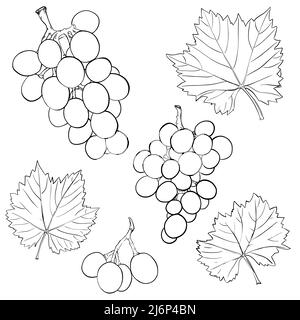 Trauben und Blätter. Ein Satz handgezeichneter Schwarz-Weiß-Elemente. Isoliert auf weißem Hintergrund.Skizze. Skizzieren Sie die Zeichnung der Beeren. Einfacher Vektor-illuu Stock Vektor