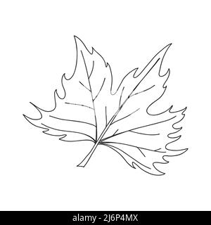 Ahornblatt. Botanisches Zierelement. Symbol des Herbstes. Einfache schwarz-weiße Vektorgrafik, handgezeichnet, isoliert auf weißem Hintergrund Stock Vektor