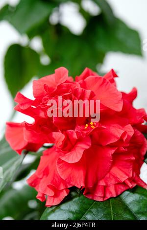 Weicher Fokus einer roten Hibiskusblüte auf einer grünen Pflanze im Hintergrund. Nahaufnahme. Stockfoto
