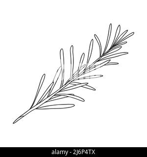 Ein Zweig Rosmarin mit Blättern am Stiel. Botanisches Designelement zum Dekorieren von Menüs und Rezepten. Einfache Schwarz-Weiß-Vektordarstellung dra Stock Vektor