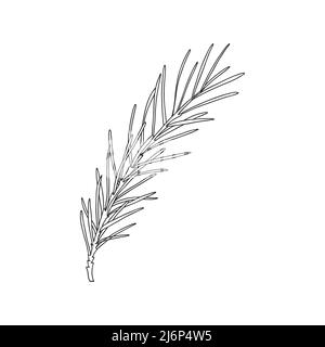 Ein Zweig Rosmarin mit Blättern am Stiel. Botanisches Designelement zum Dekorieren von Menüs und Rezepten. Einfache Schwarz-Weiß-Vektordarstellung dra Stock Vektor