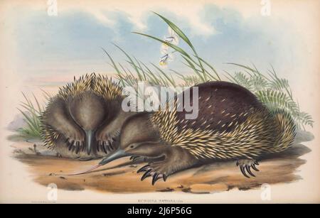 Die tasmanische Kurzschnabelechidna (Tachyglossus aculeatus setosus hier als Echidna setosa) ist eine Unterart der Kurzschnabelechidna, die in Tasmanien endemisch ist. Natural History Artwork aus dem Buch "The Mammals of Australia" von John Gould, 1804-1881 Erscheinungsdatum 1863 Verlag London, gedruckt von Taylor und Francis, Pub. Vom Autor Band 1 (1863) Stockfoto