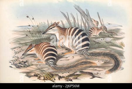 Der Numbat (Myrmecobius fasciatus), auch bekannt als Noombat oder Walpurti, ist ein insektives Beuteltier. Es ist tagaktiv und seine Ernährung besteht fast ausschließlich aus Termiten. Natural History Artwork aus dem Buch "The Mammals of Australia" von John Gould, 1804-1881 Erscheinungsdatum 1863 Verlag London, gedruckt von Taylor und Francis, Pub. Vom Autor Band 1 (1863) Stockfoto